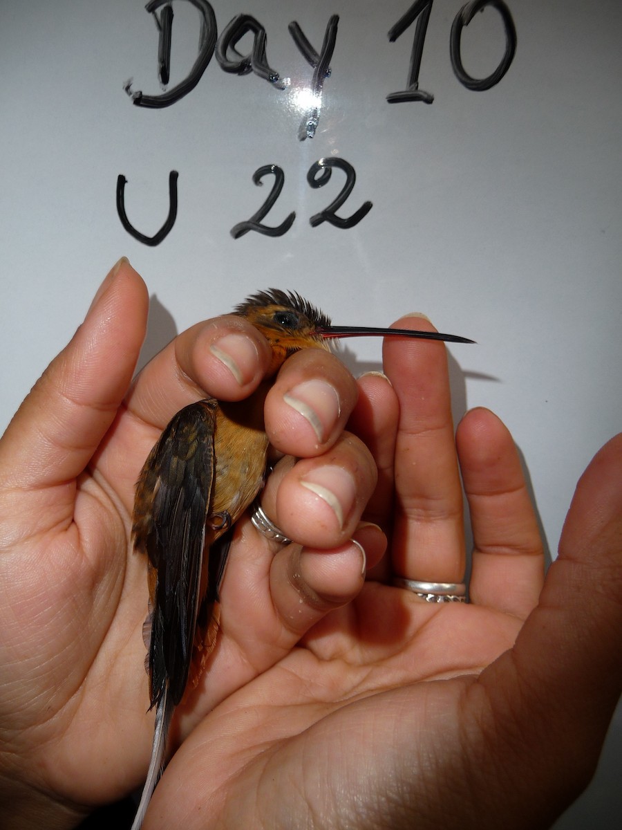 Needle-billed Hermit - Ucayali Bird Records