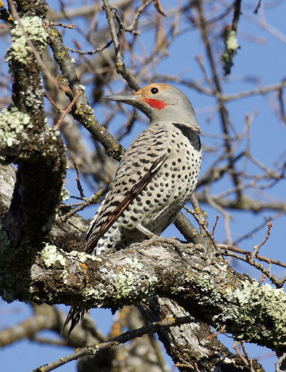 Northern Flicker (Red-shafted) - ML188769751