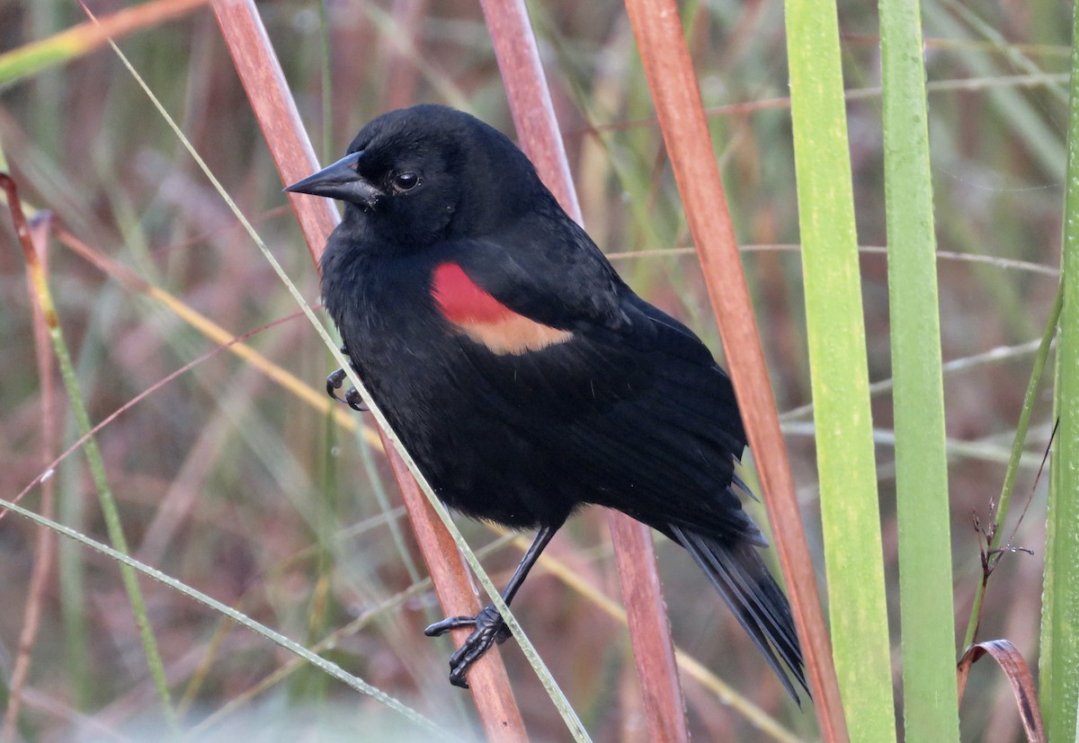 Red-shouldered Blackbird - ML188770901