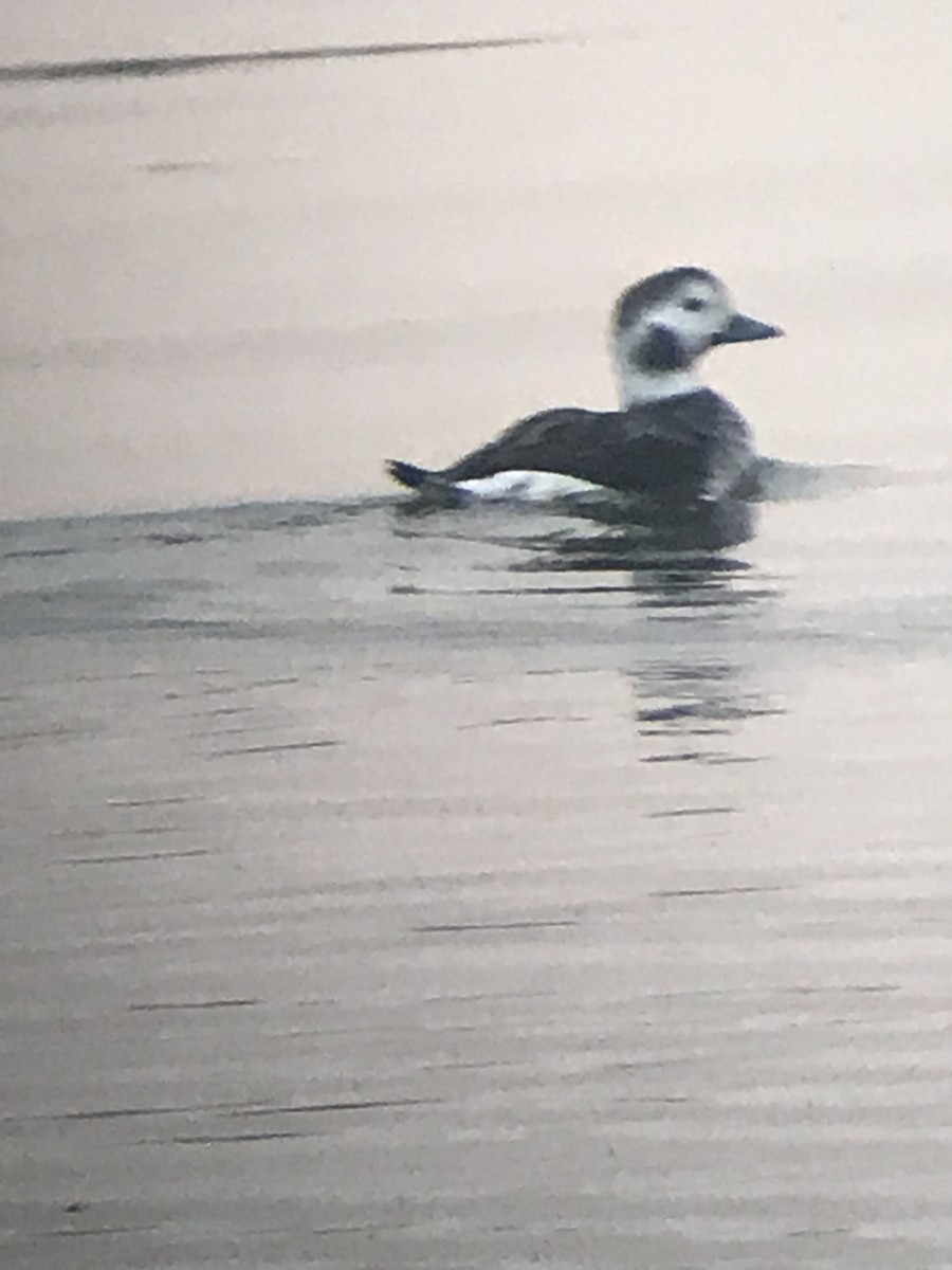 Long-tailed Duck - ML188775801