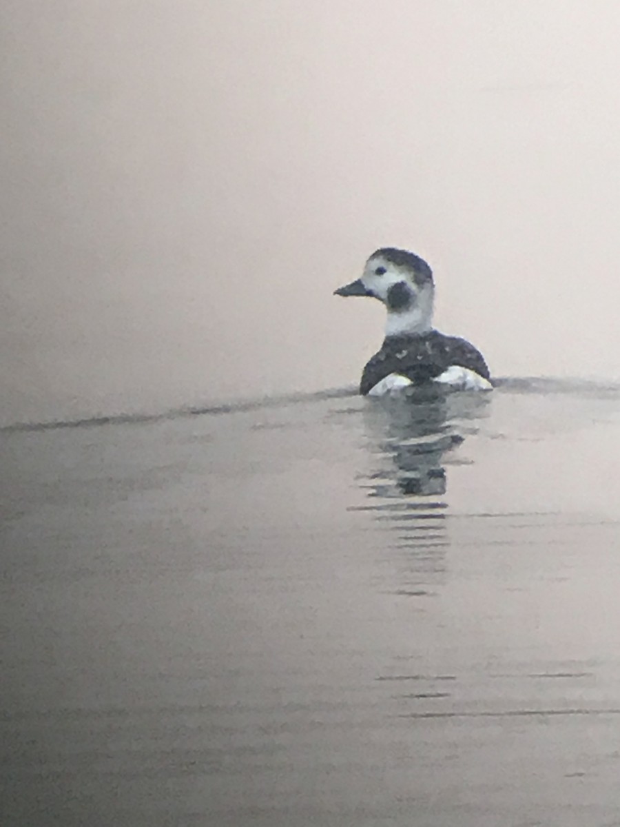 Long-tailed Duck - ML188775811