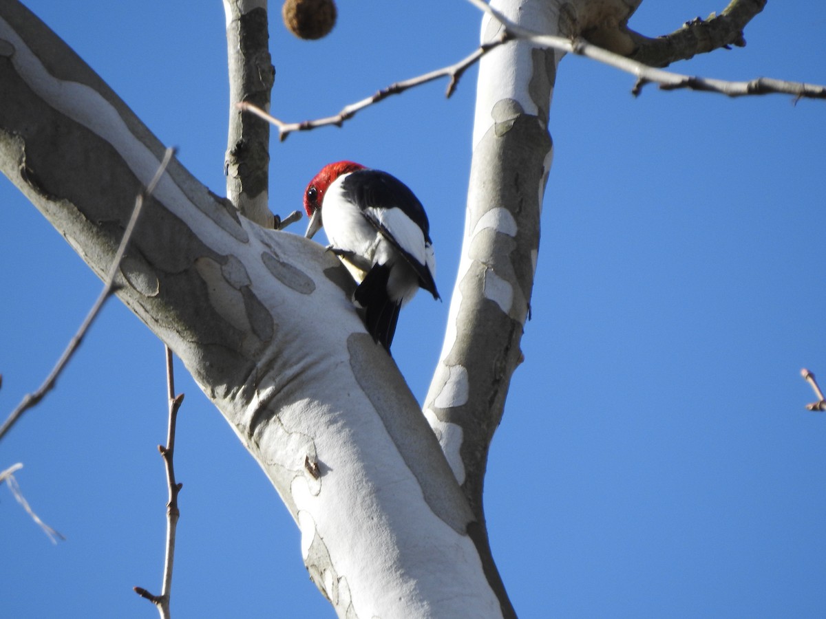 Red-headed Woodpecker - Bill Stanley