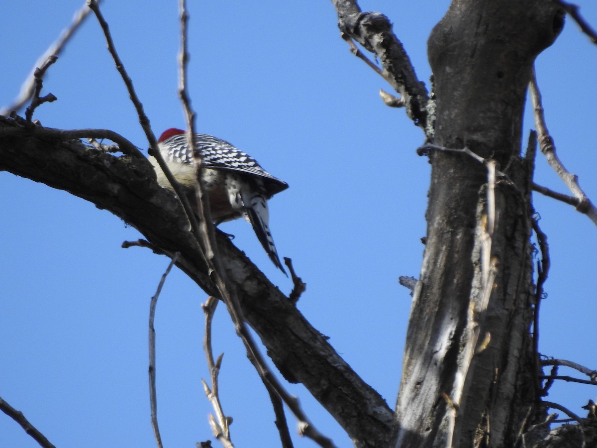 Red-bellied Woodpecker - Bill Stanley
