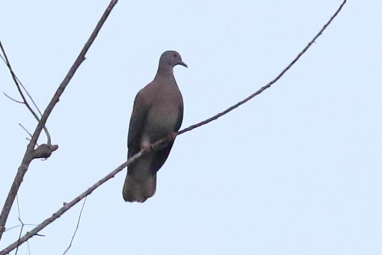 Pale-vented Pigeon - ML188776111