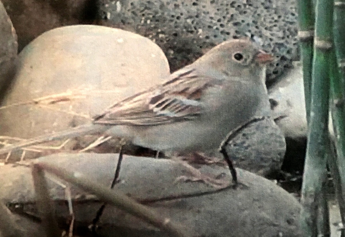 Field Sparrow - Carolyn Ohl, cc