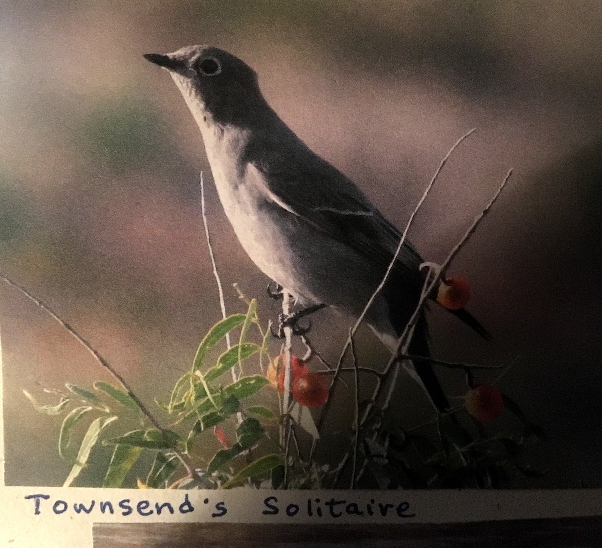 Townsend's Solitaire - ML188780141