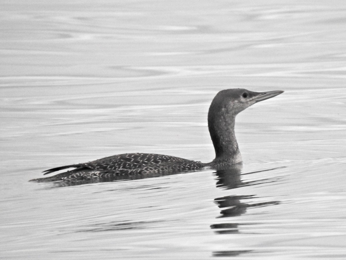 Red-throated Loon - ML188780751