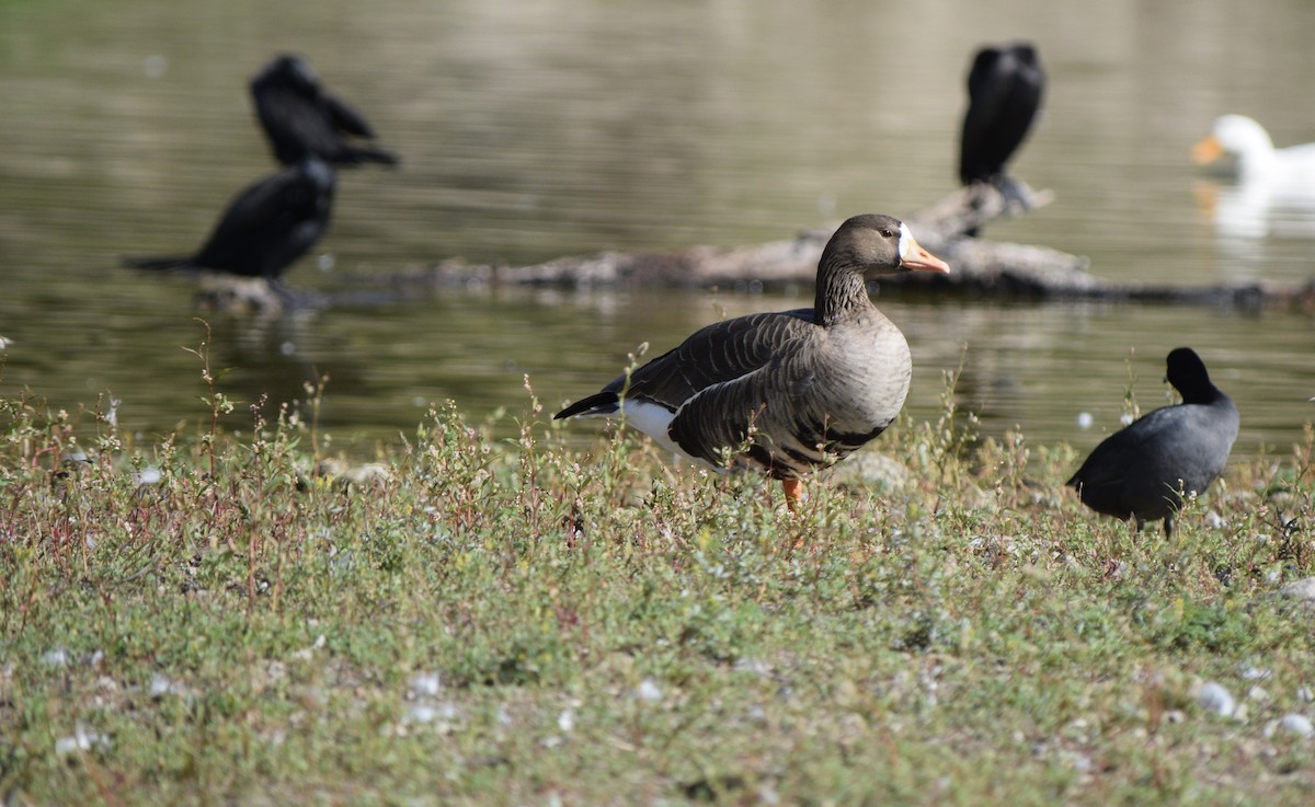 Greater White-fronted Goose - ML188783381