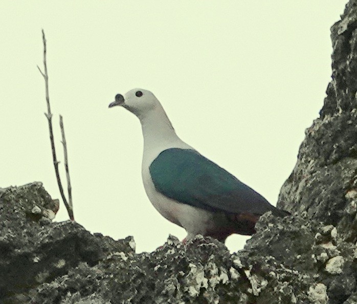 Spice Imperial-Pigeon - ML188788321