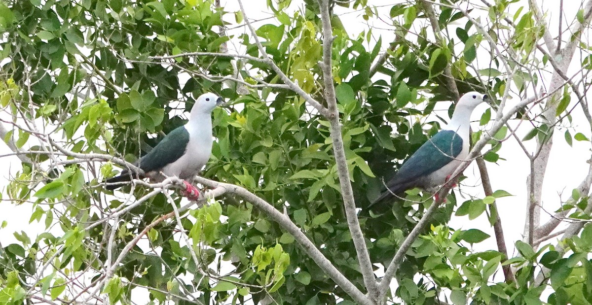 Spice Imperial-Pigeon - ML188788341