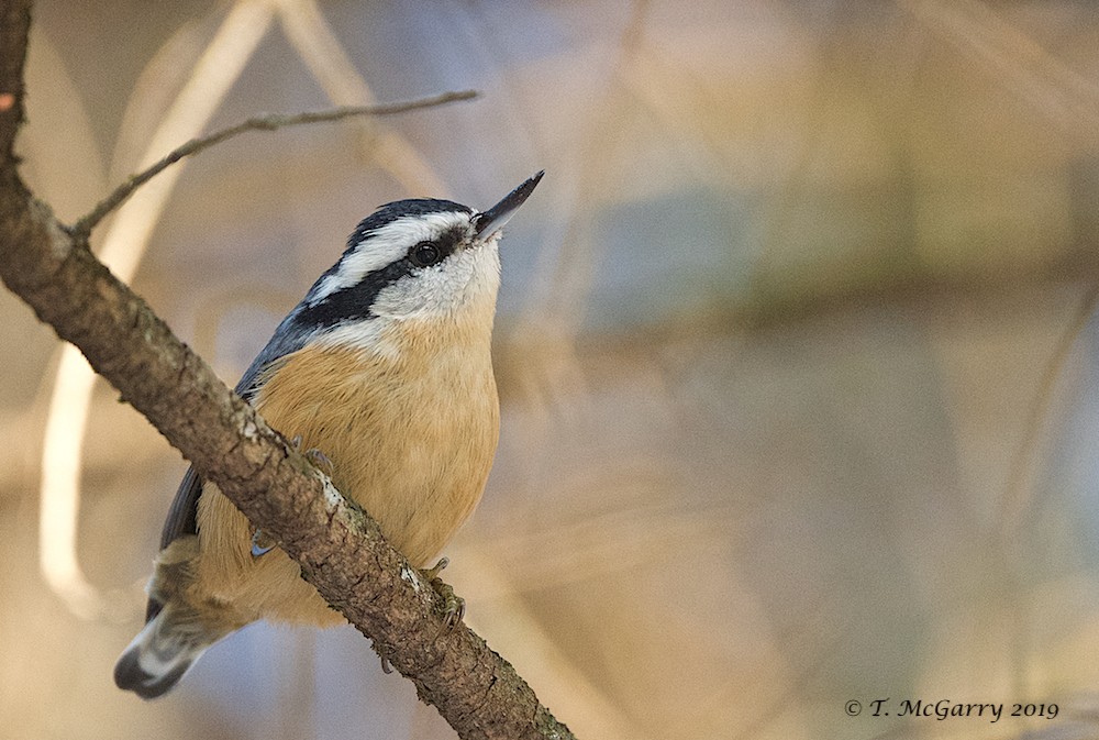 Red-breasted Nuthatch - ML188789261