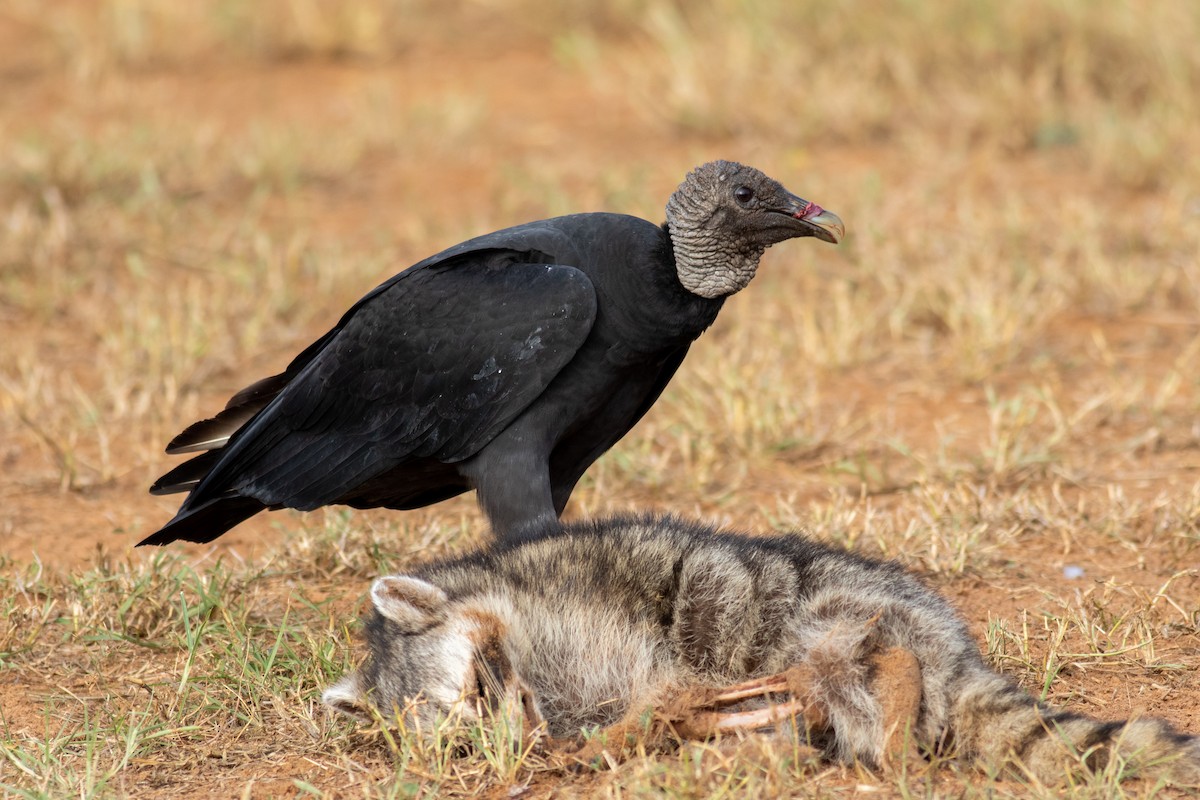 Black Vulture - Kris Perlberg