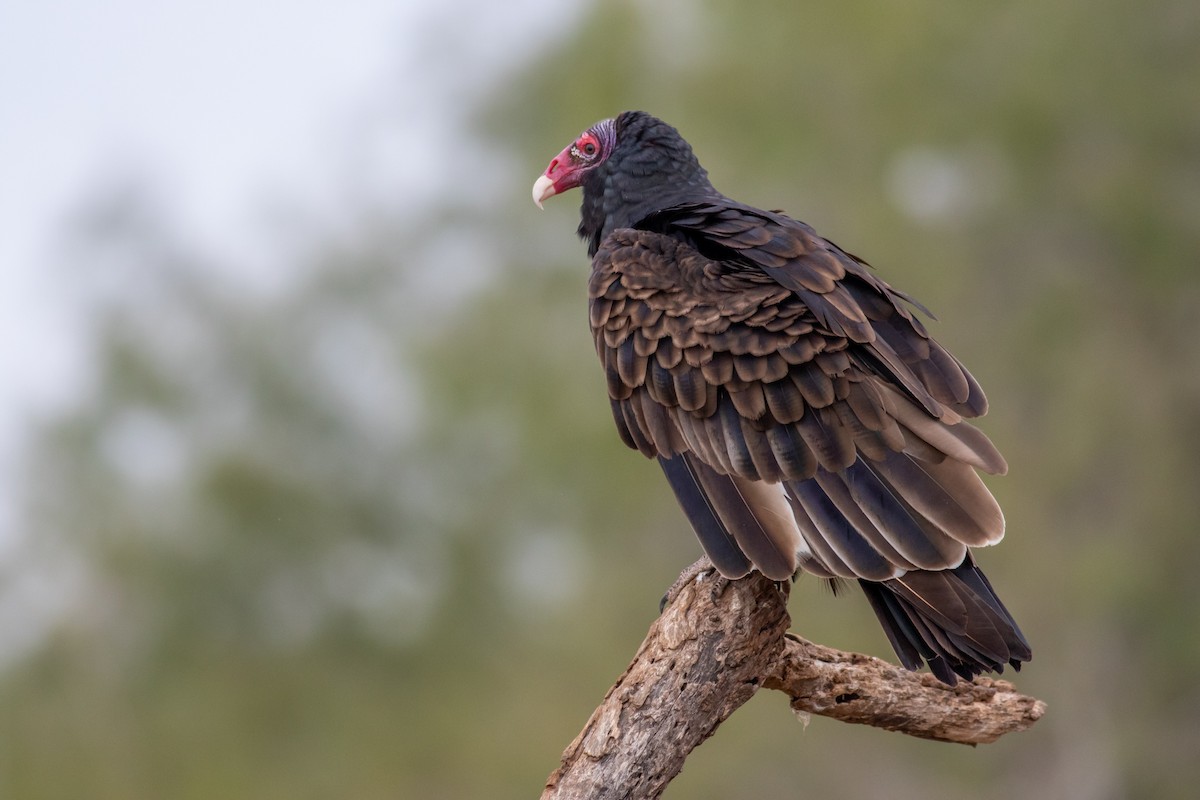 Turkey Vulture - Kris Perlberg
