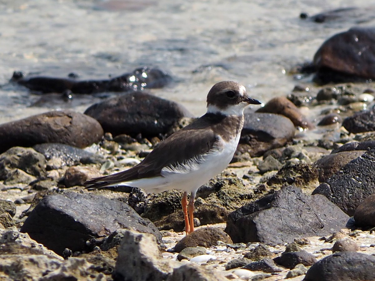 Common Ringed Plover - ML188797631