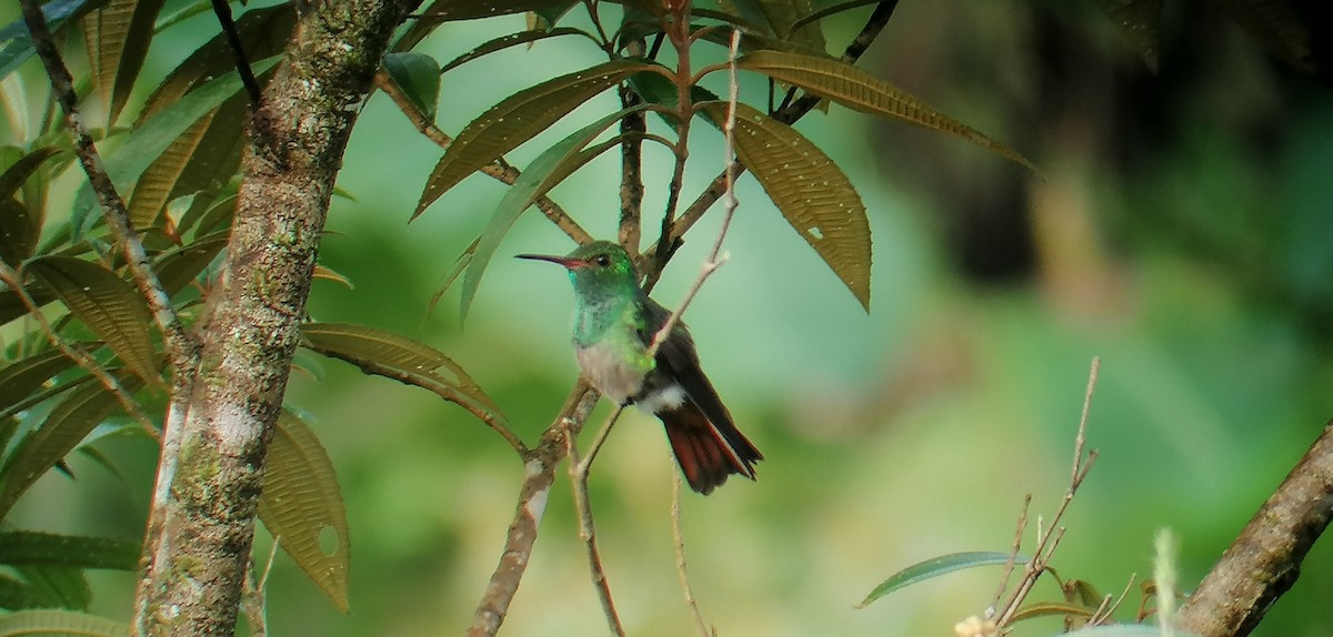 Rufous-tailed Hummingbird - ML188801641