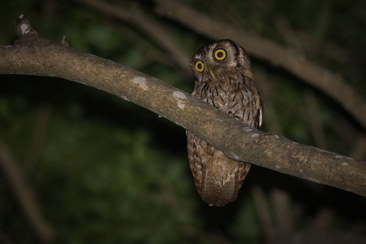 Tropical Screech-Owl - Pablo Re