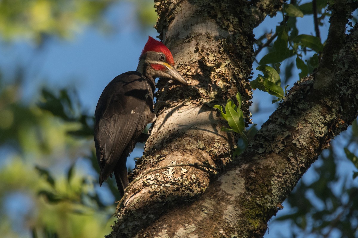 Black-bodied Woodpecker - ML188803951