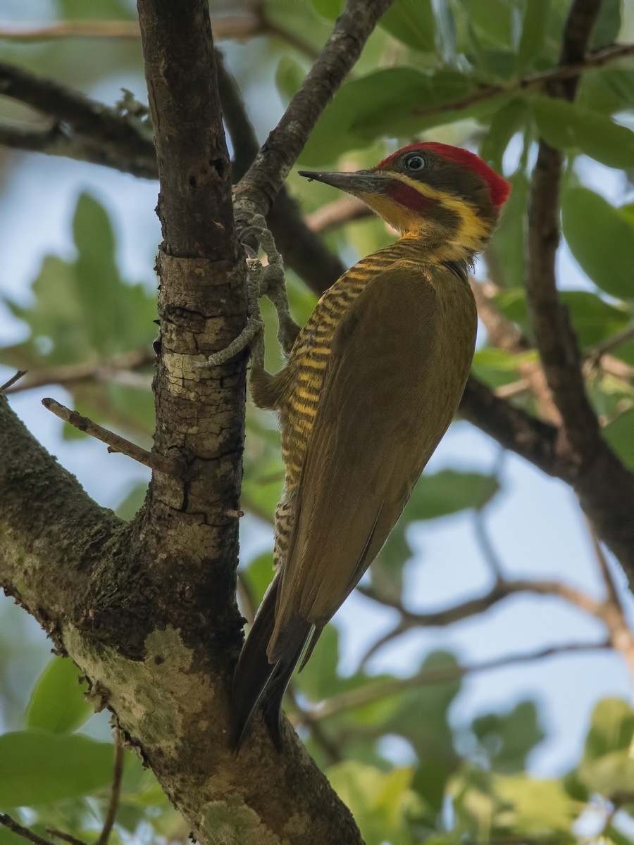 Golden-green Woodpecker - Pablo Re