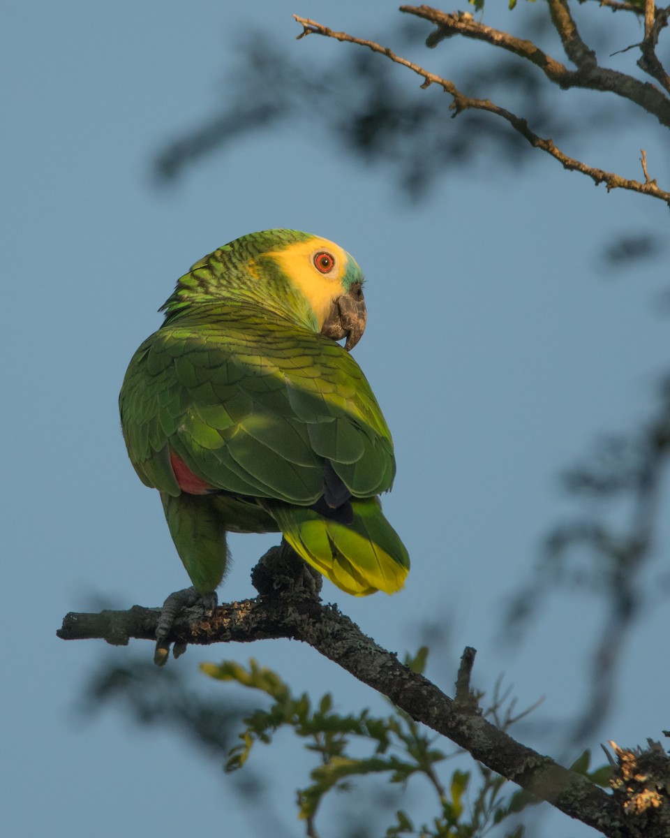 Turquoise-fronted Parrot - ML188804061