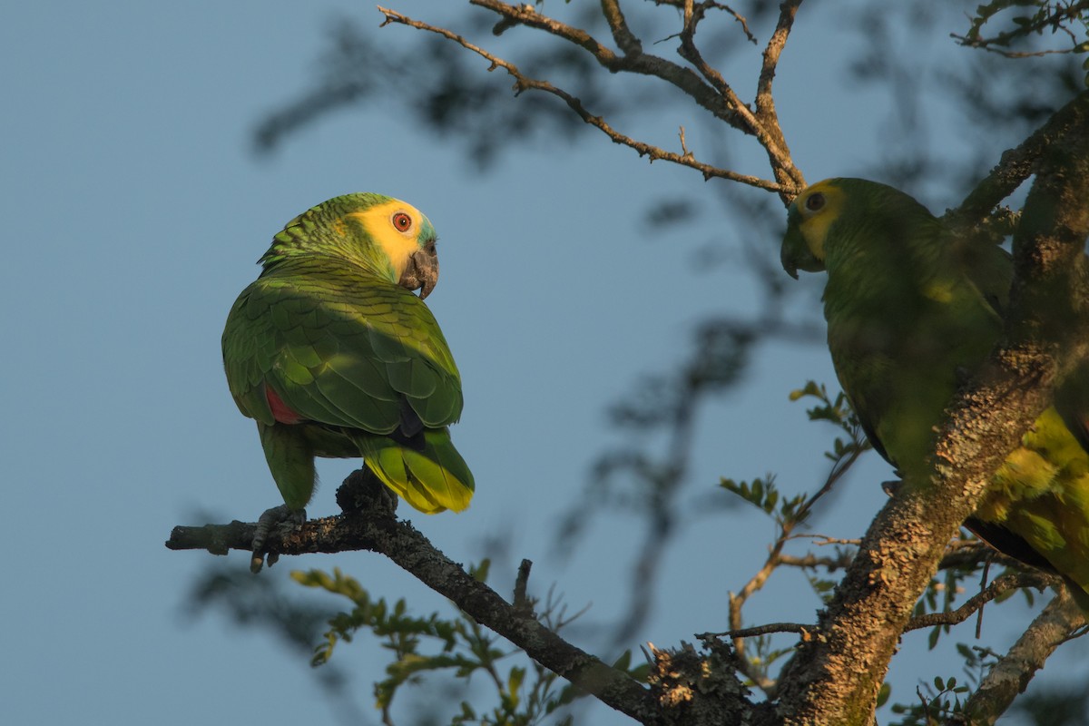 Turquoise-fronted Parrot - ML188804091
