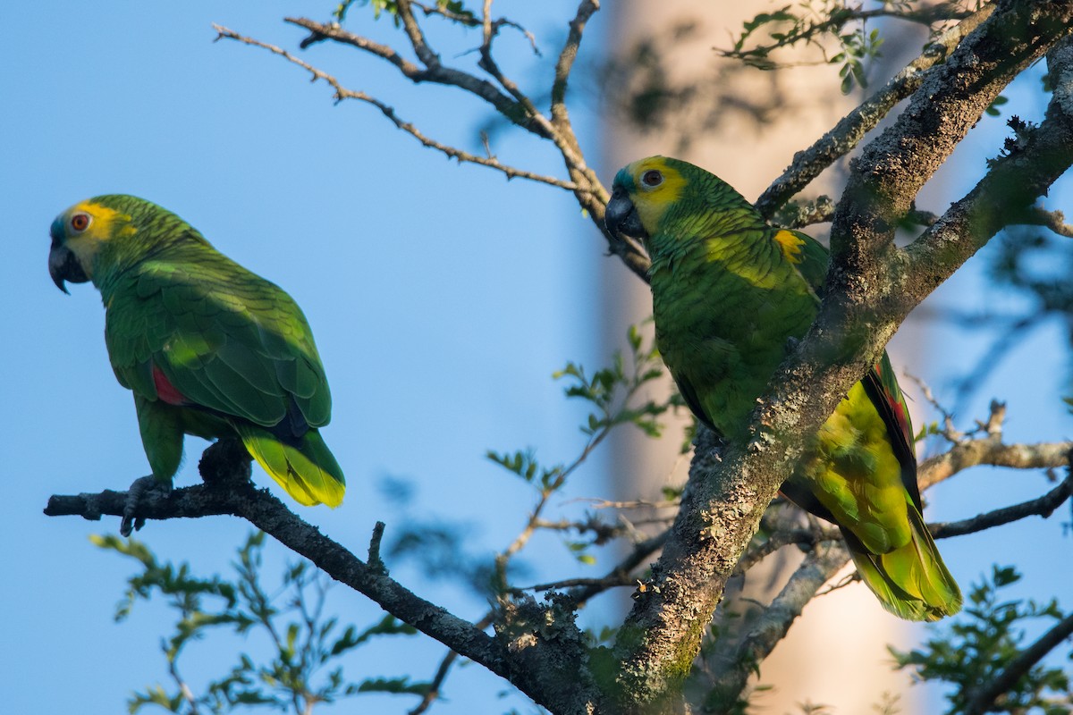 Turquoise-fronted Parrot - ML188804241
