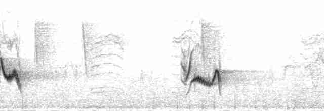 Weißstirnvireo (plumbeus/gravis) - ML188811