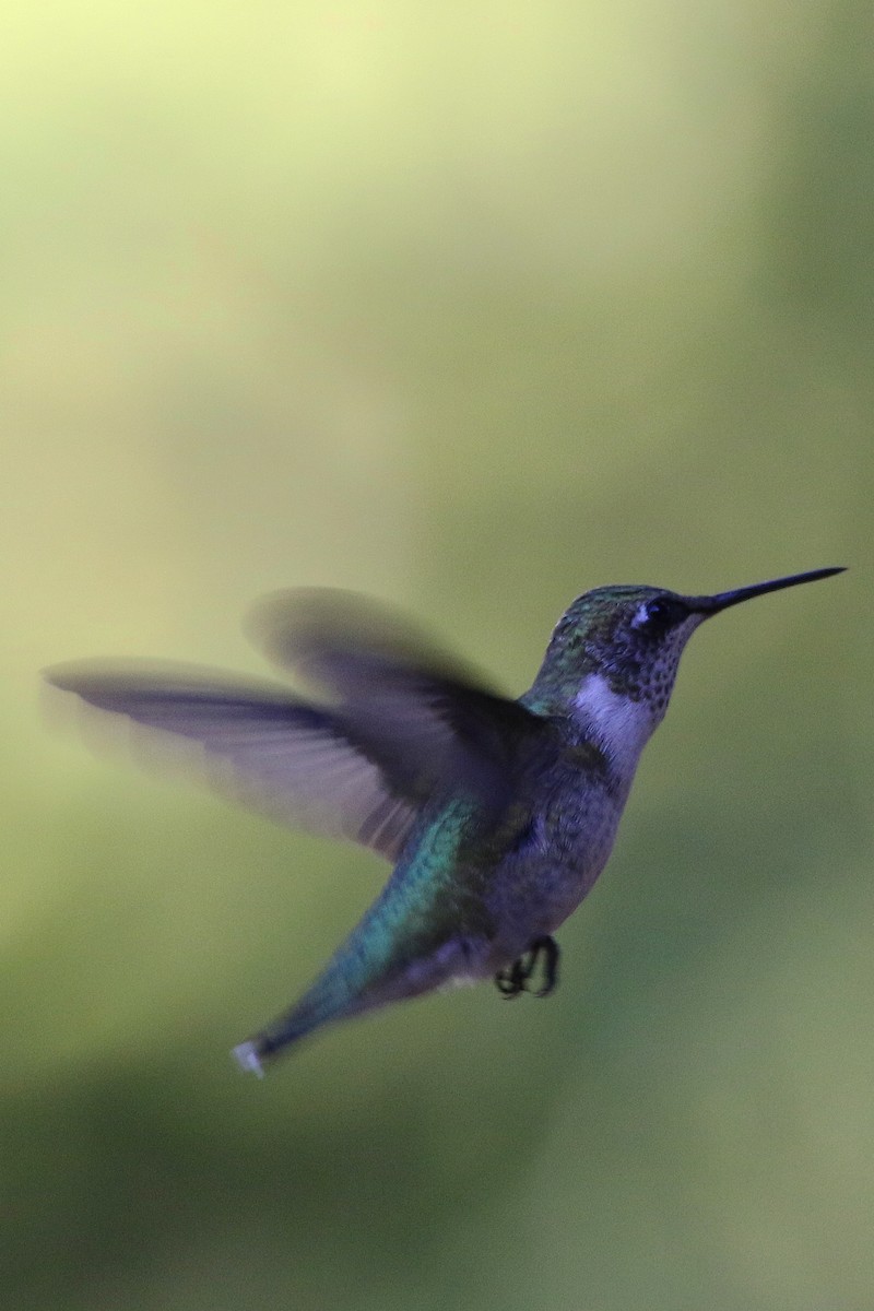 Black-chinned Hummingbird - Don Brode