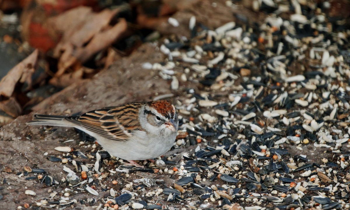 Chipping Sparrow - Larry Van Brunt