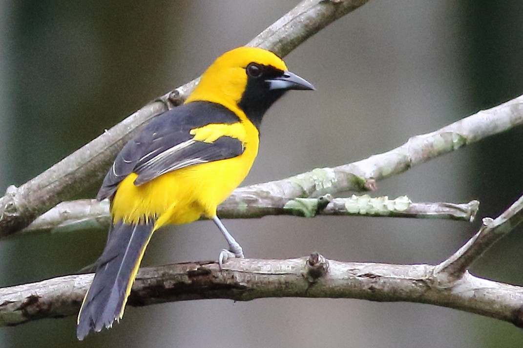Yellow-tailed Oriole - Mark L. Hoffman