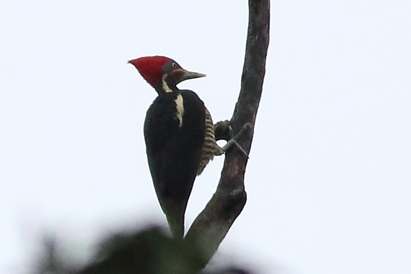 Lineated Woodpecker - Mark L. Hoffman