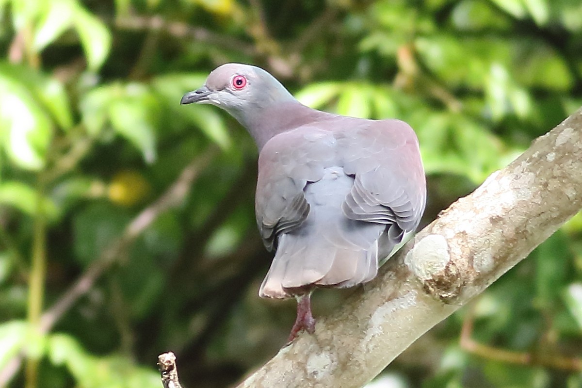 Pale-vented Pigeon - Mark L. Hoffman
