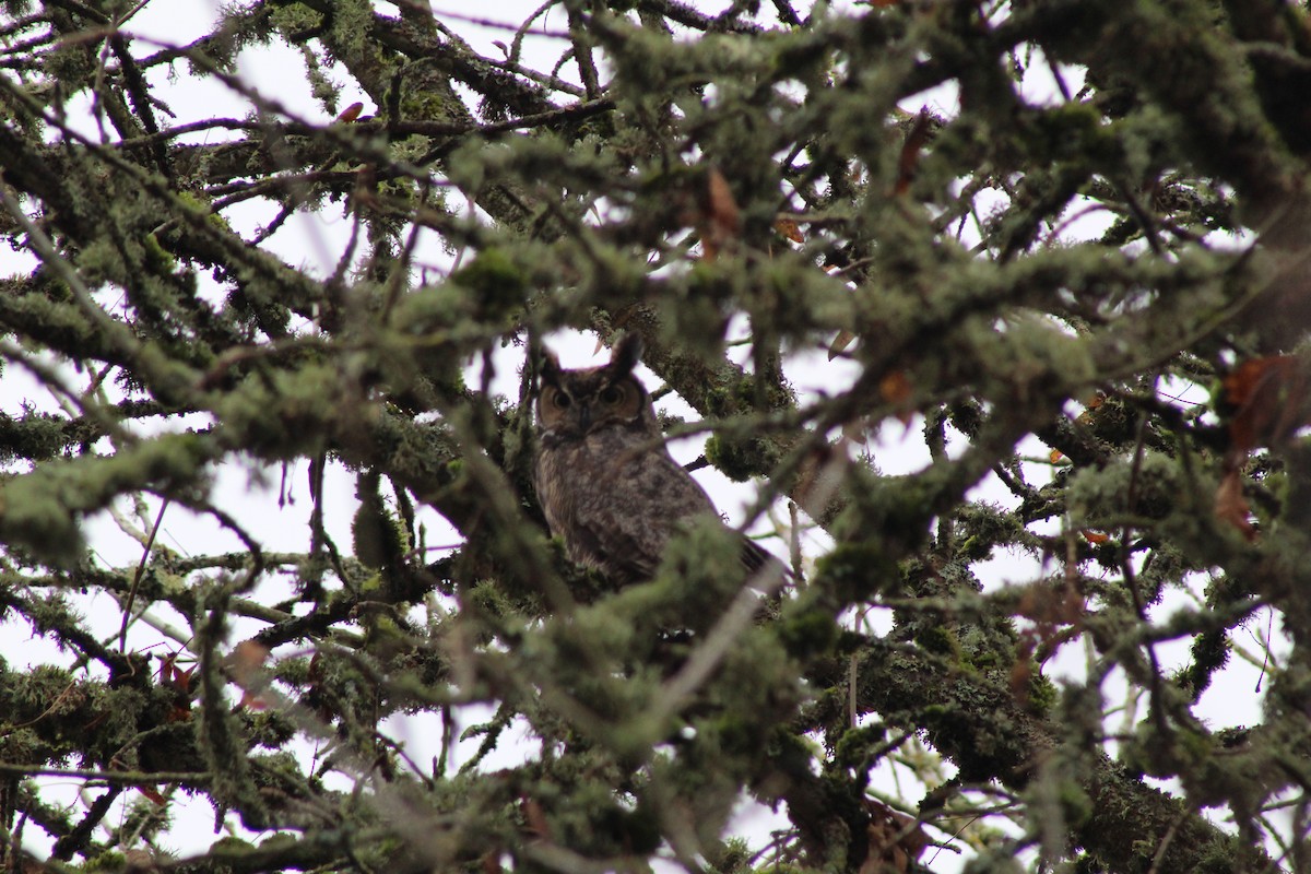 Great Horned Owl - ML188821841