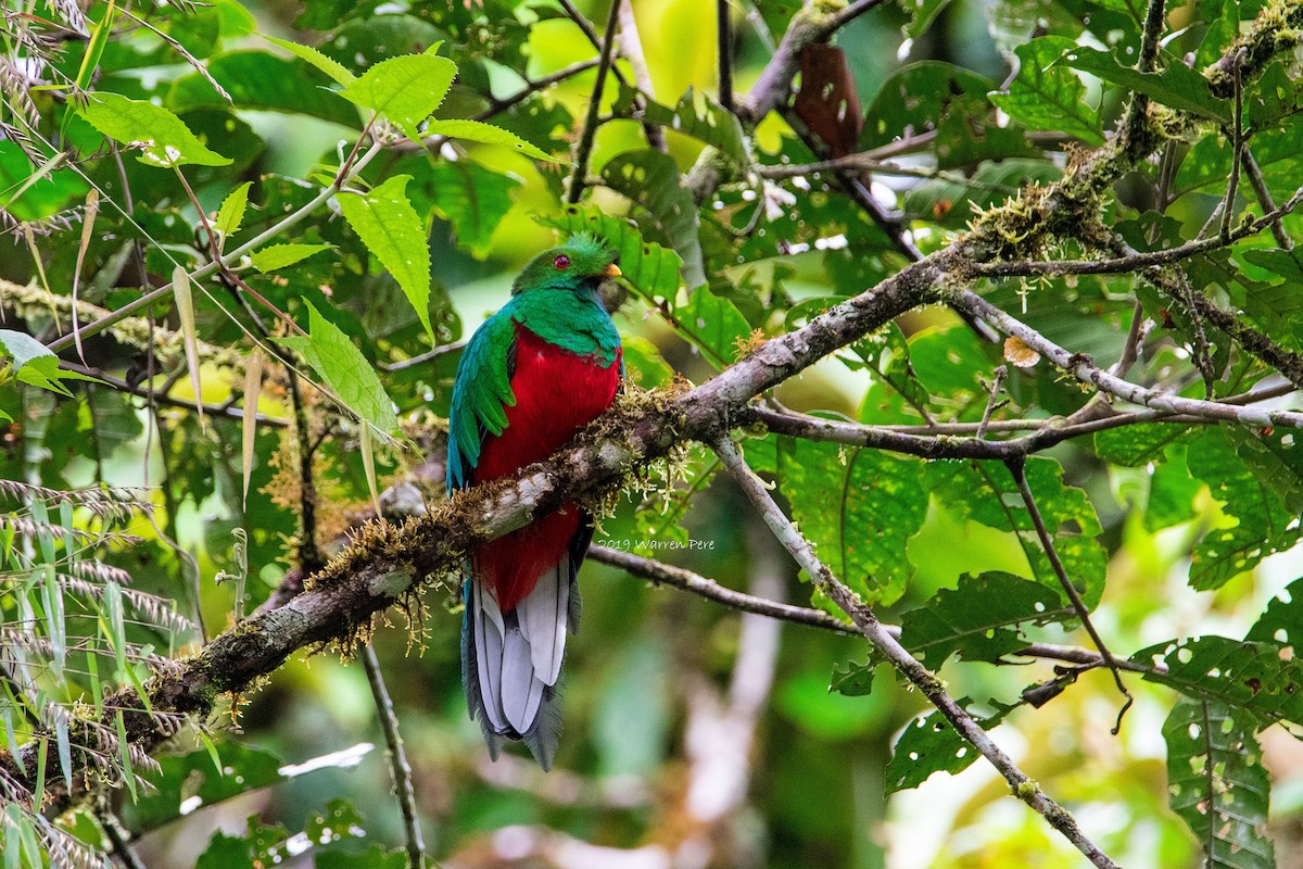 Crested Quetzal - ML188822821
