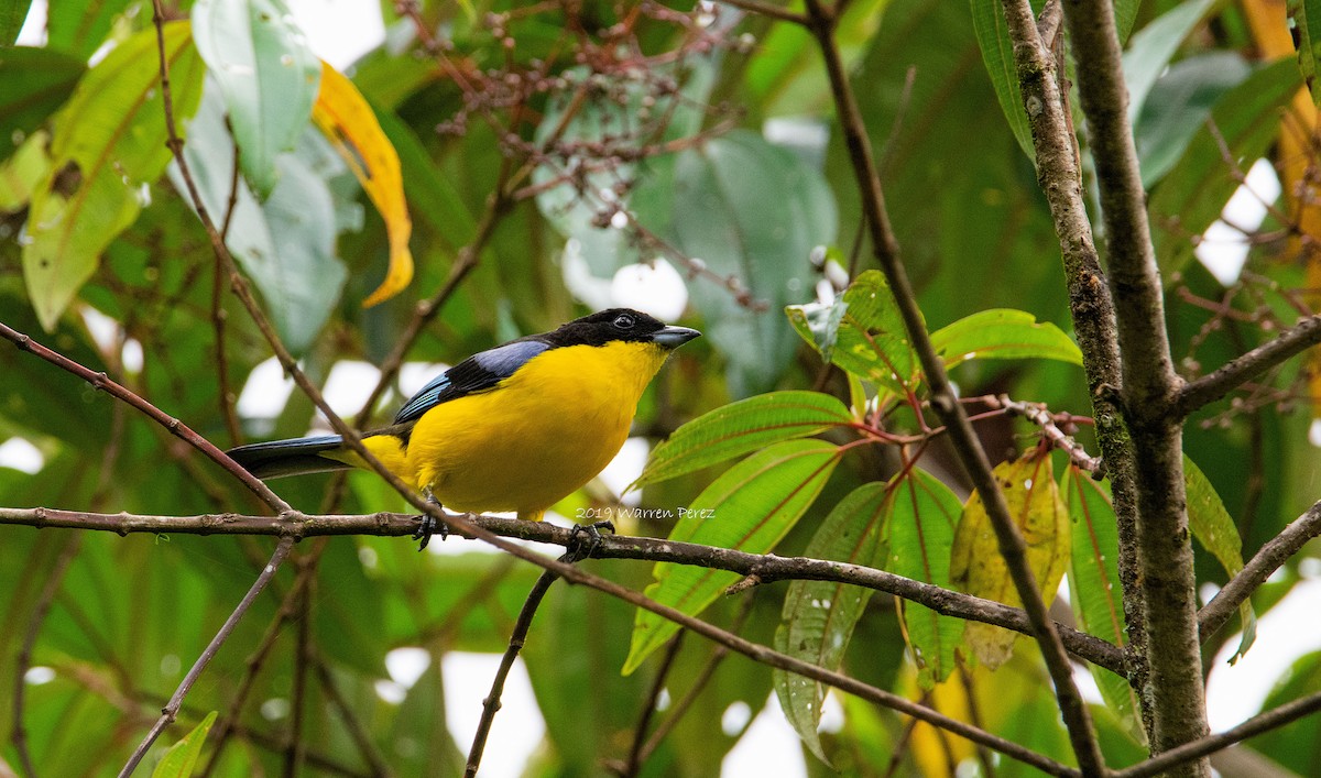 Blue-winged Mountain Tanager - ML188823211