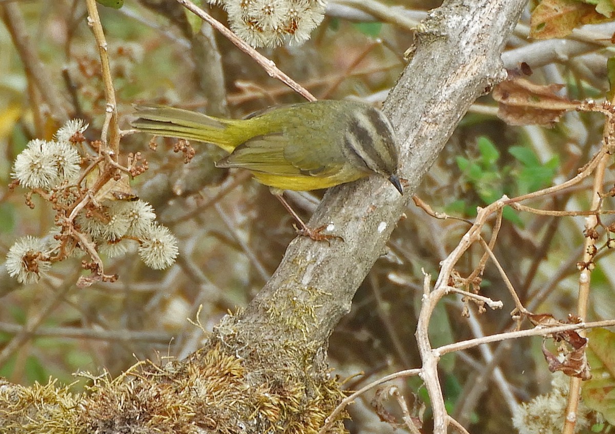 Three-banded Warbler - ML188824031