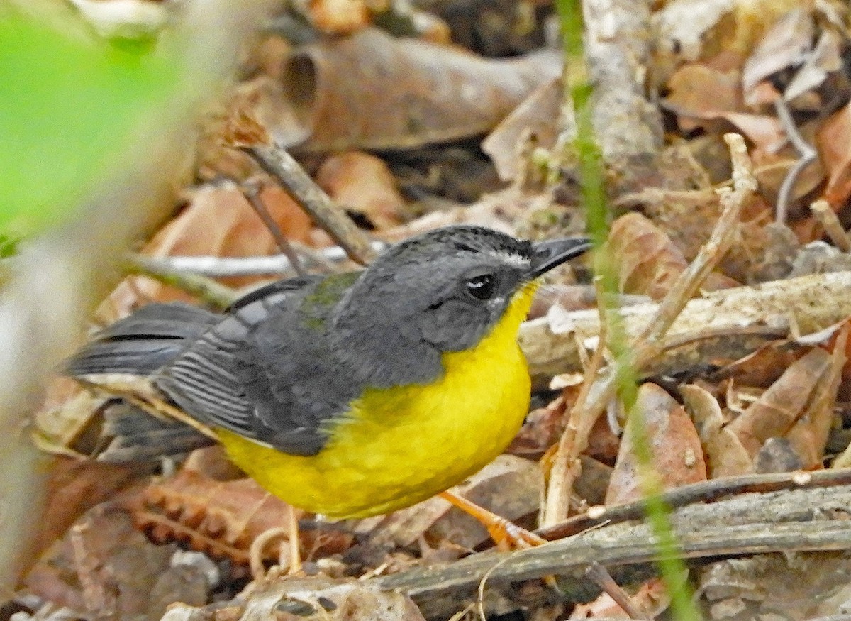 Gray-and-gold Warbler - ML188824061