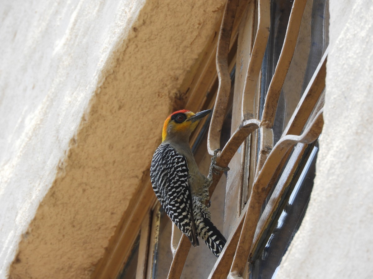 Golden-cheeked Woodpecker - Jenny Jones