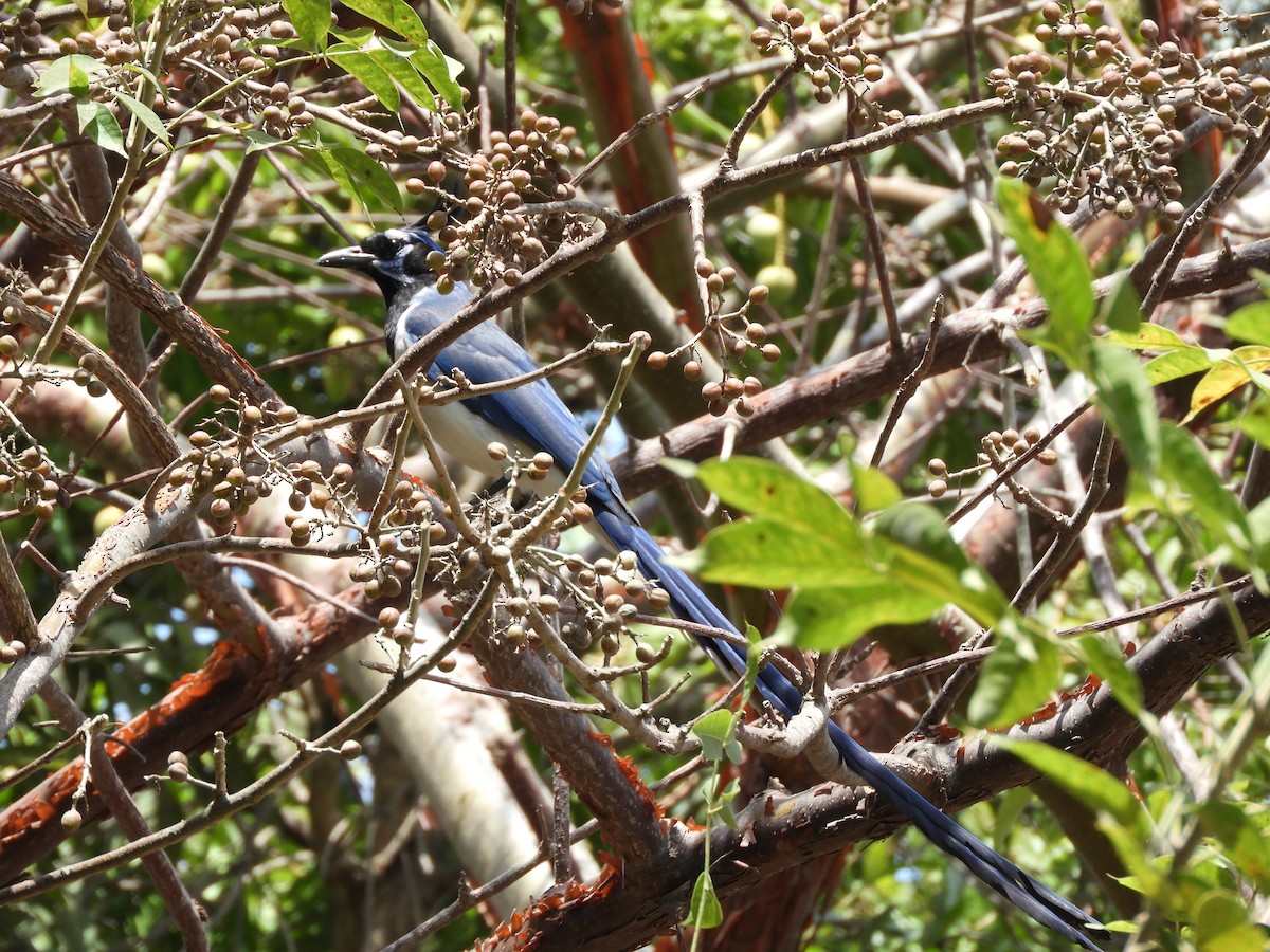 Black-throated Magpie-Jay - ML188828691