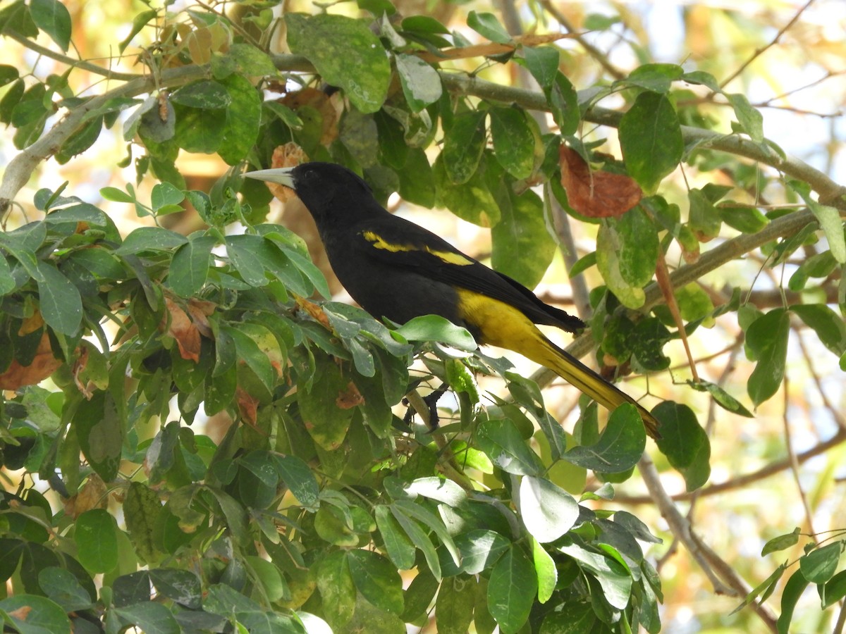 Yellow-winged Cacique - ML188830641