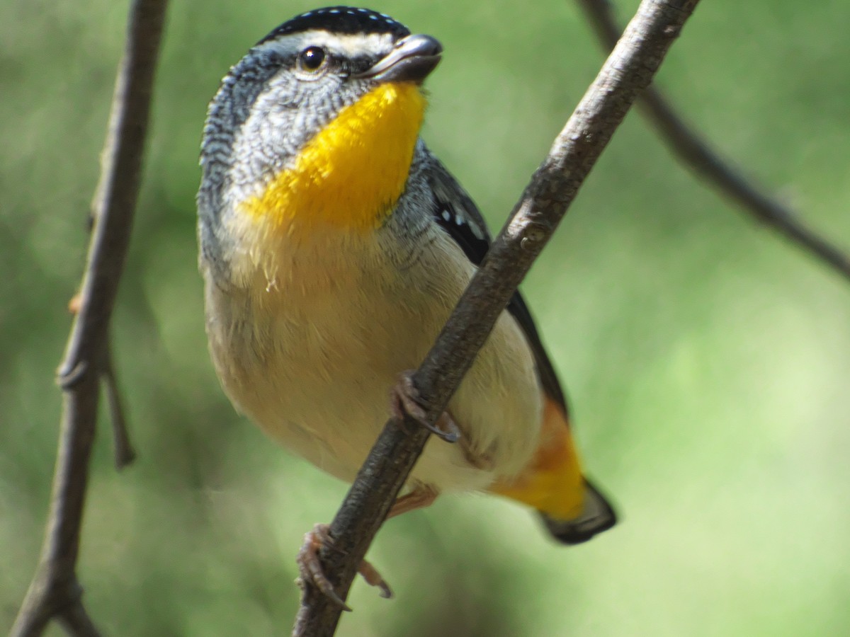 Spotted Pardalote - ML188834221