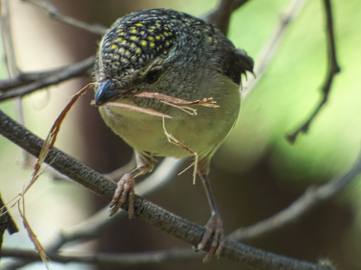 Spotted Pardalote - ML188834231