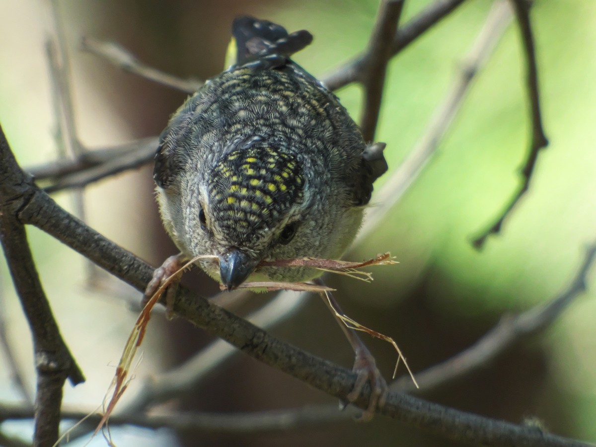 Spotted Pardalote - ML188834241