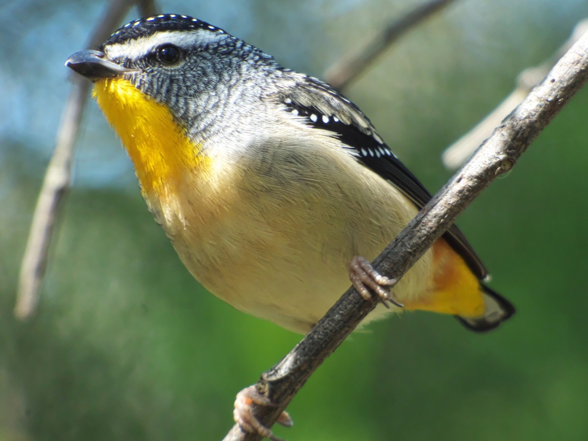 Spotted Pardalote - ML188834271