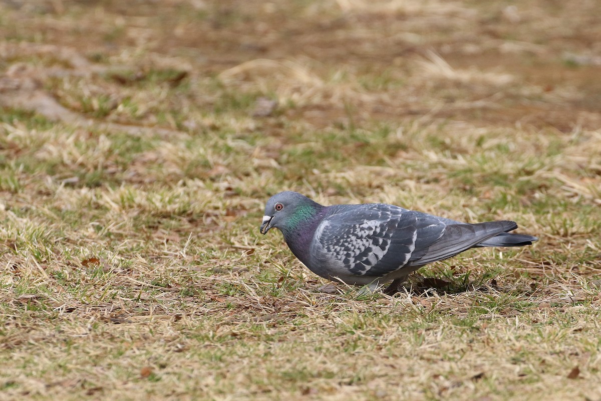 Pigeon biset (forme domestique) - ML188837131