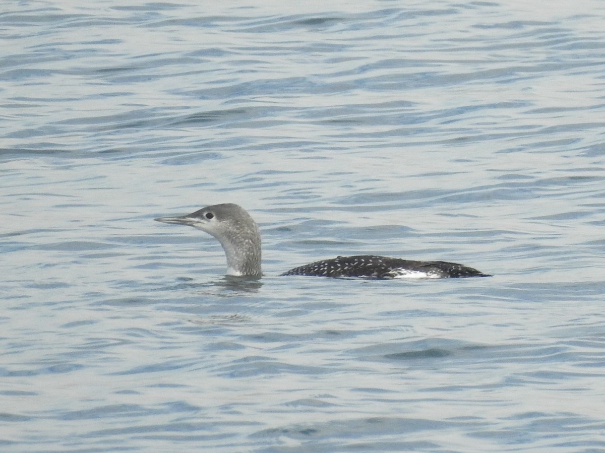 Red-throated Loon - ML188838111