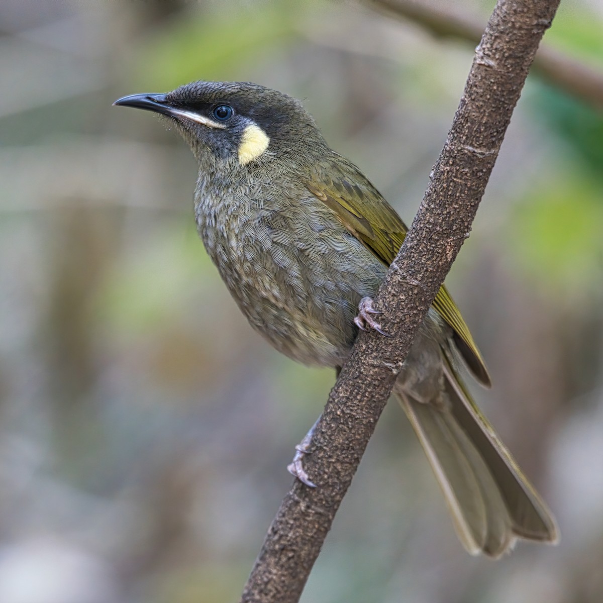 Lewin's Honeyeater - Terry Gallagher