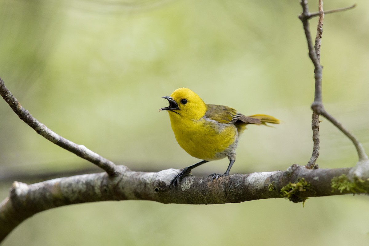 Yellowhead - Laurie Ross | Tracks Birding & Photography Tours