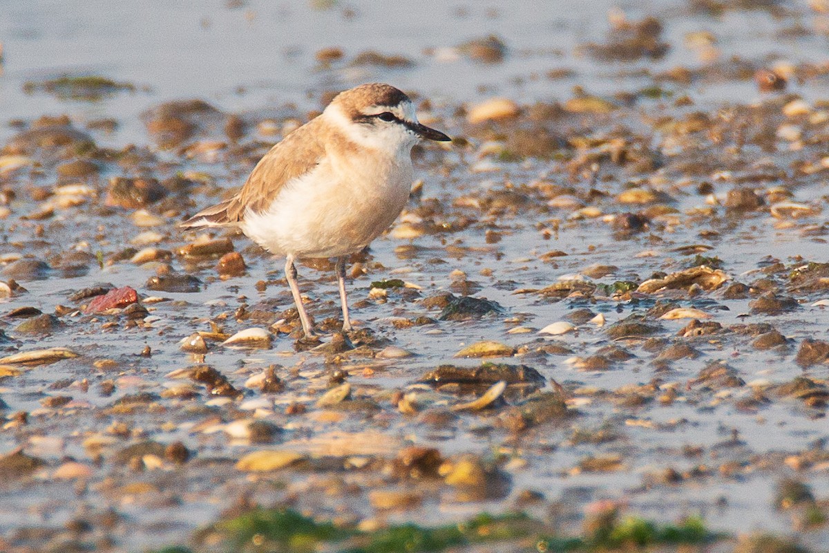 White-fronted Plover - ML188841711