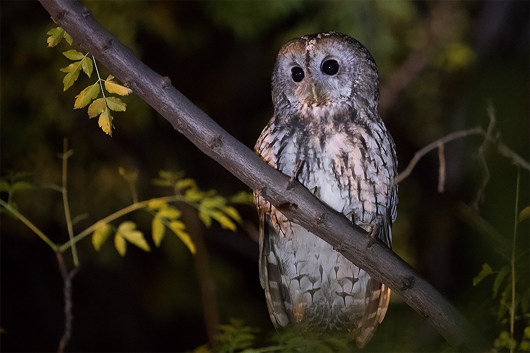 Tawny Owl - ML188844481