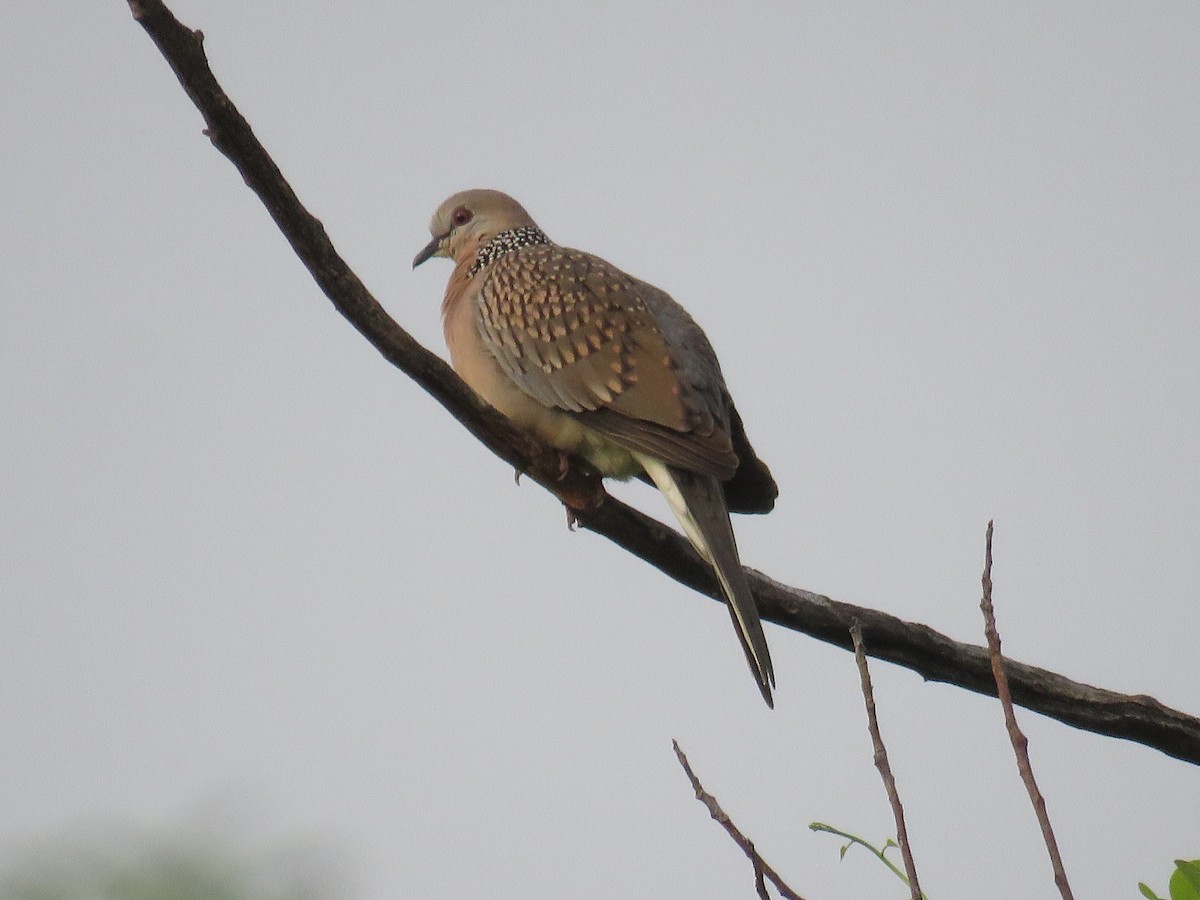 Spotted Dove - ML188845051